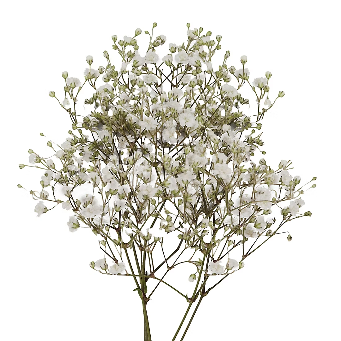 Gypsophilia/Baby's Breath, 10 Bunches - White