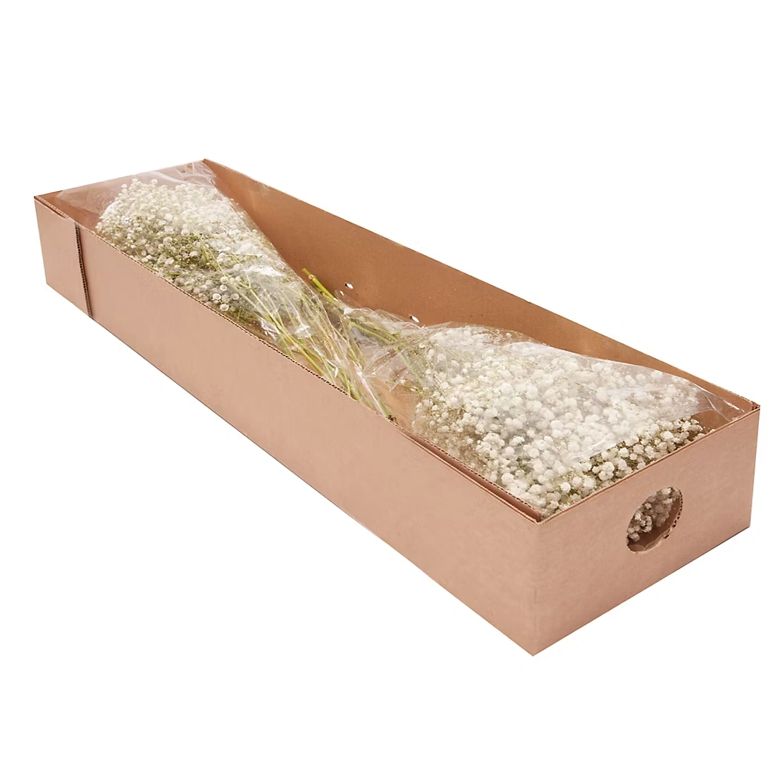 Gypsophilia/Baby's Breath, 10 Bunches - White