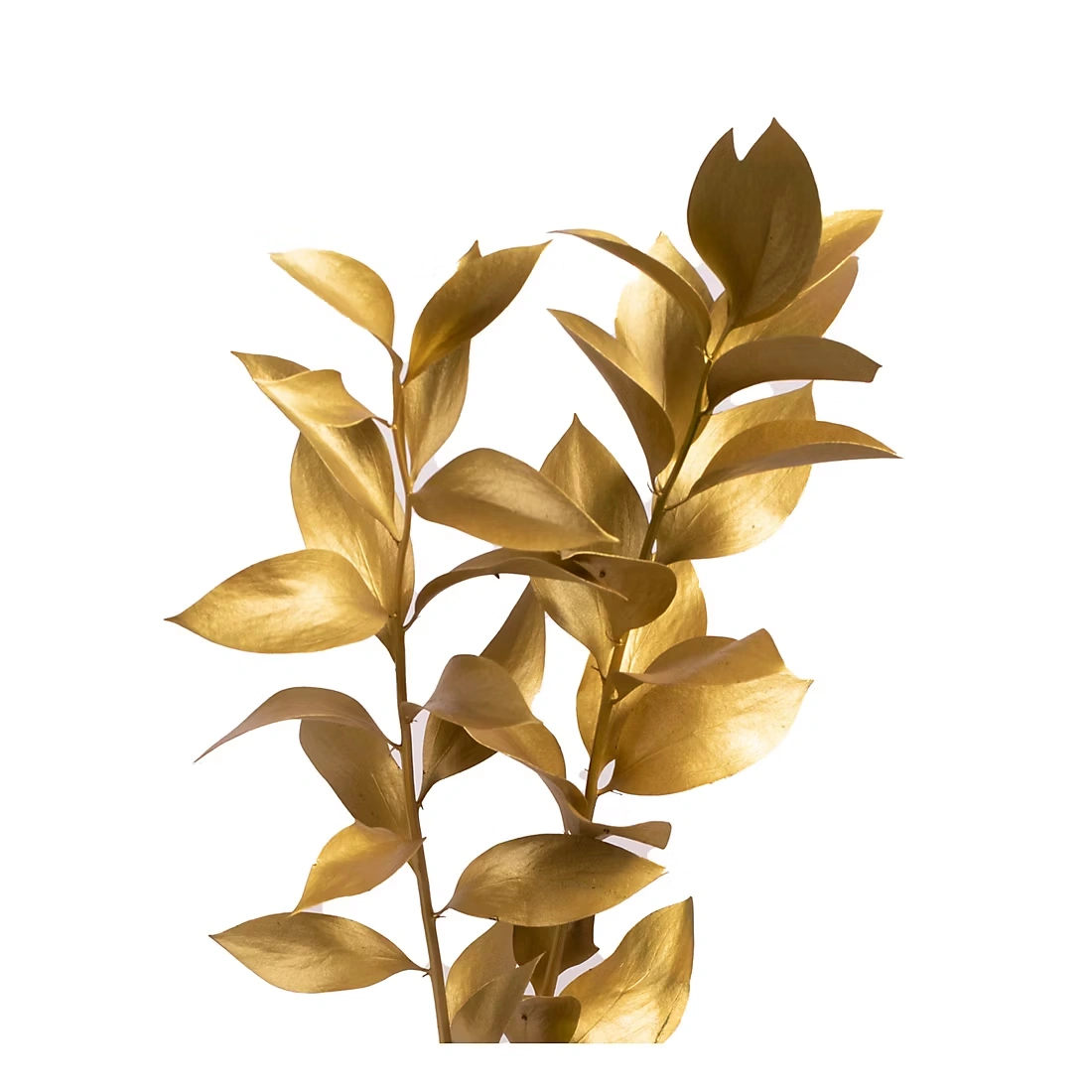 Hand-Painted Ruscus, 120 Stems - Gold