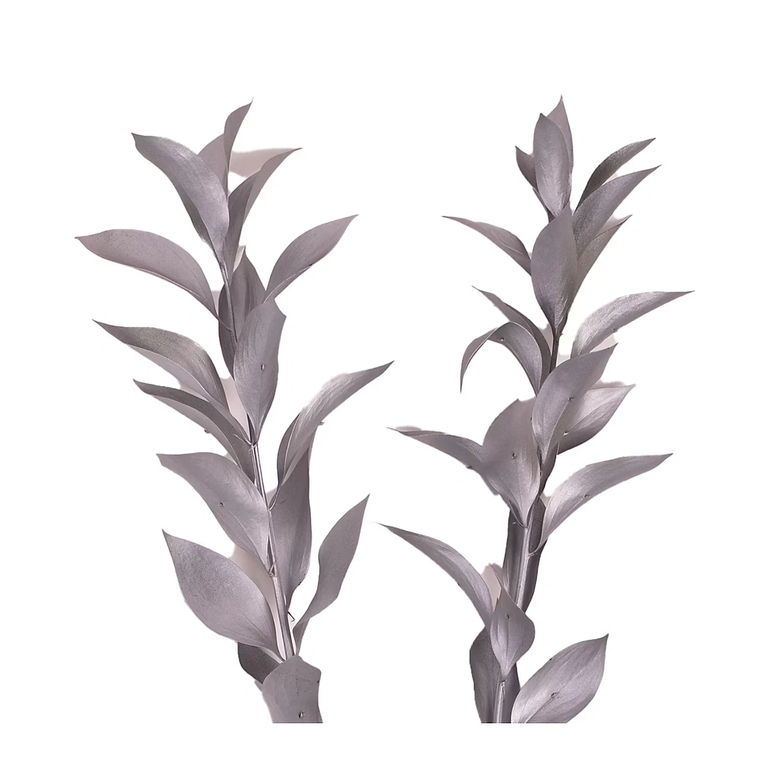 Hand-Painted Ruscus, 120 Stems - Silver