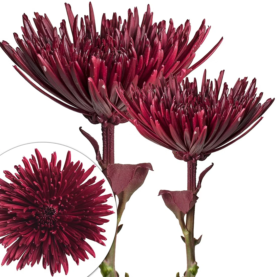 Painted Spider Mums, 100 Stems - Burgundy