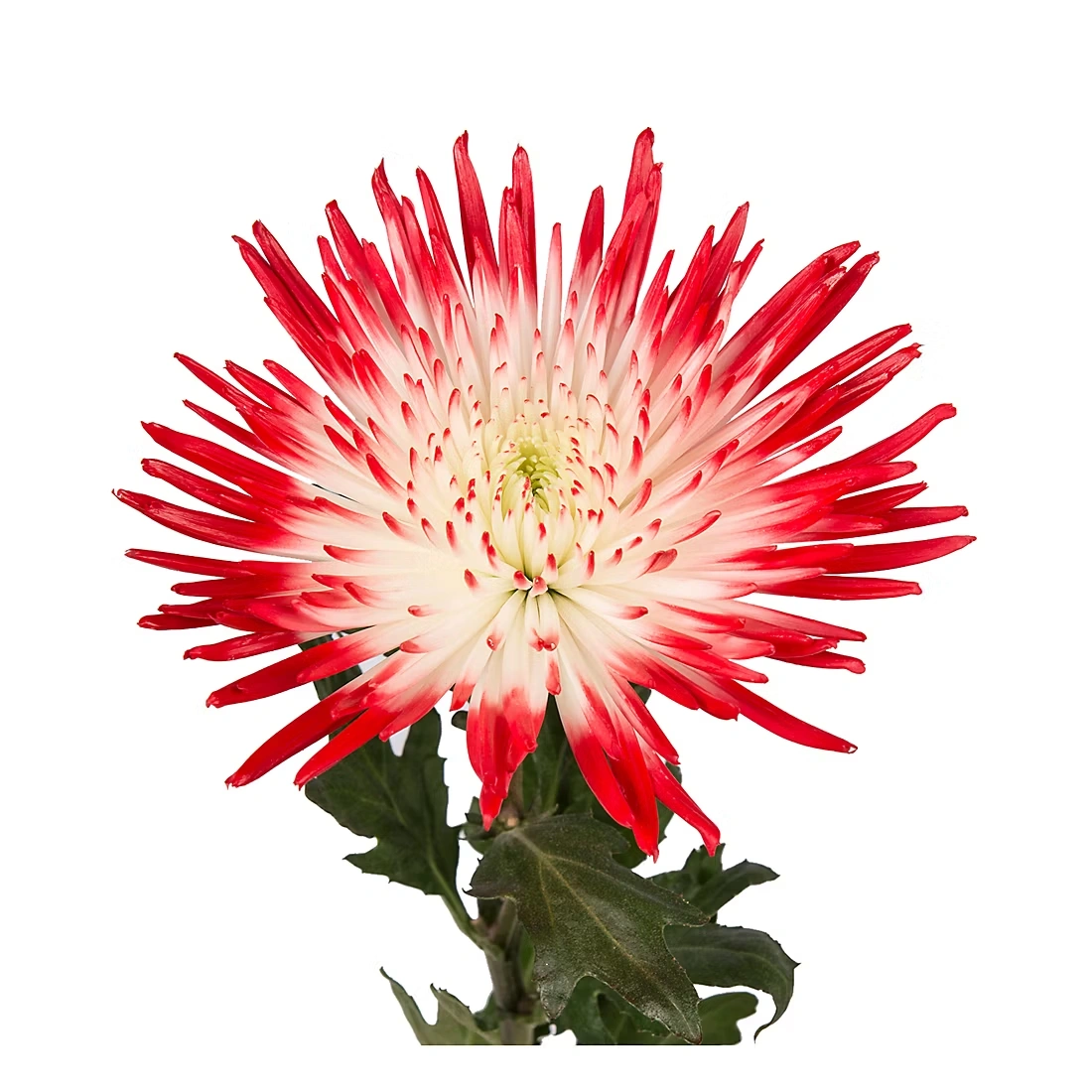 Painted Spider Mums, 100 Stems - White/Red
