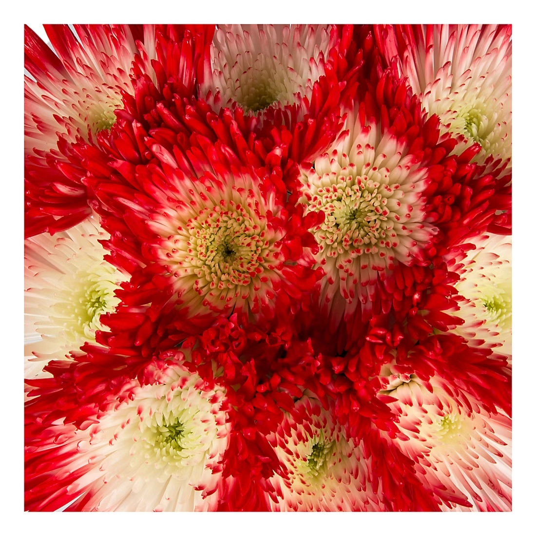 Painted Spider Mums, 100 Stems - White/Red