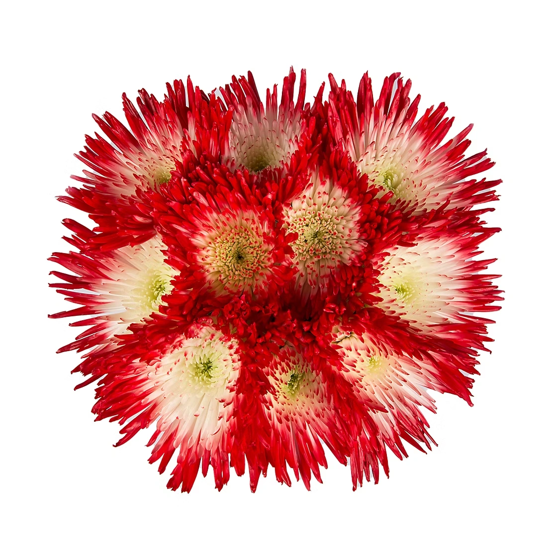 Painted Spider Mums, 100 Stems - White/Red
