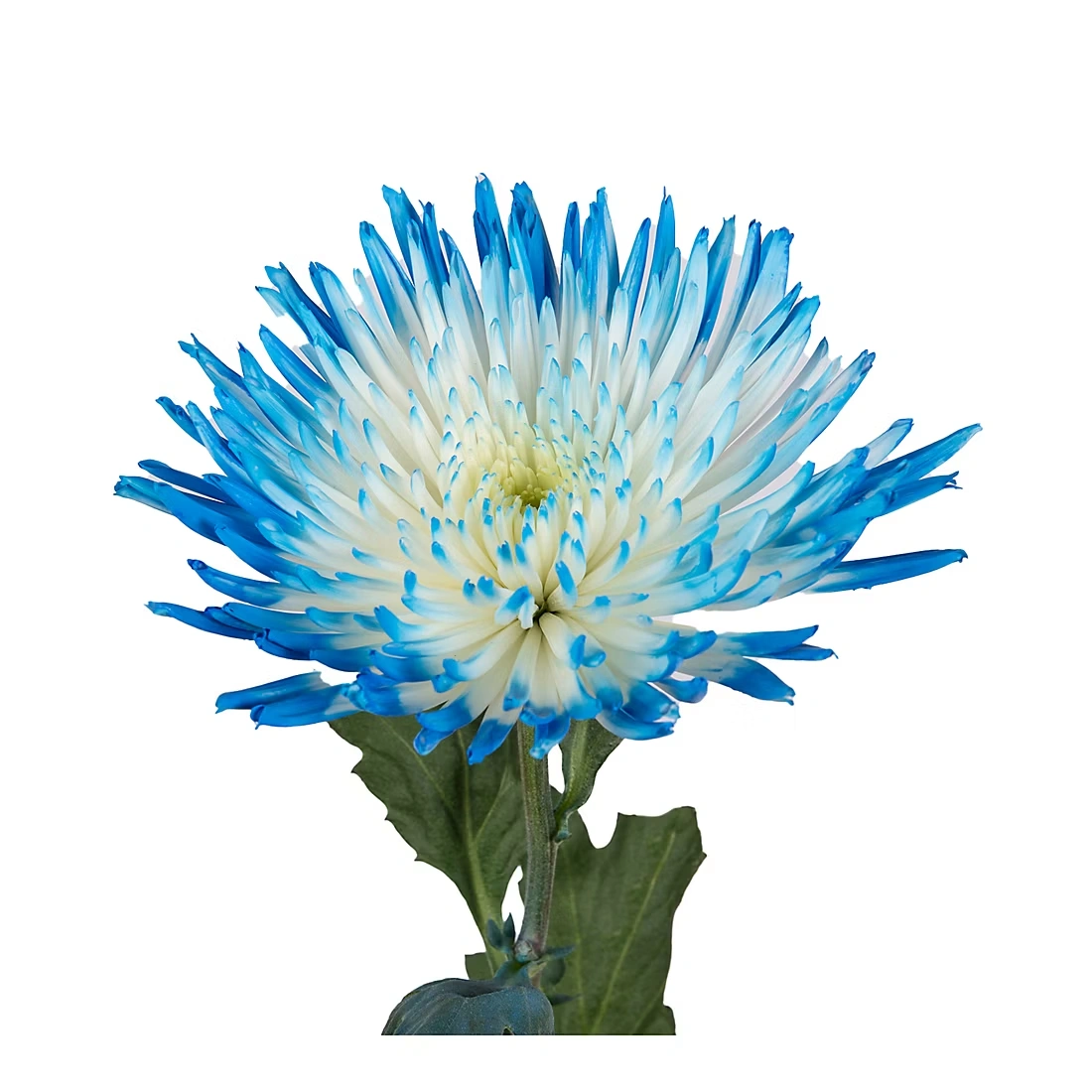 Painted Spider Mums, 100 Stems - White/Blue