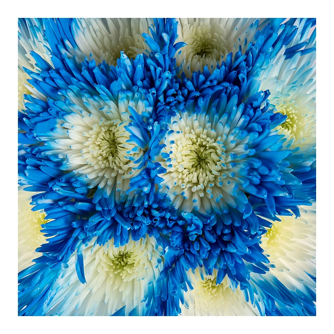 Painted Spider Mums, 100 Stems - White/Blue