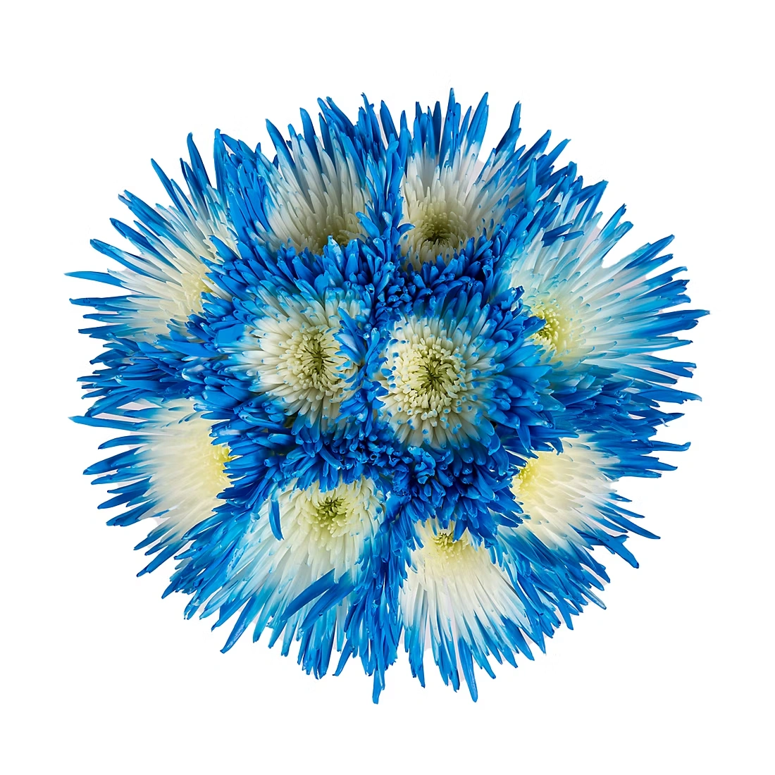 Painted Spider Mums, 100 Stems - White/Blue