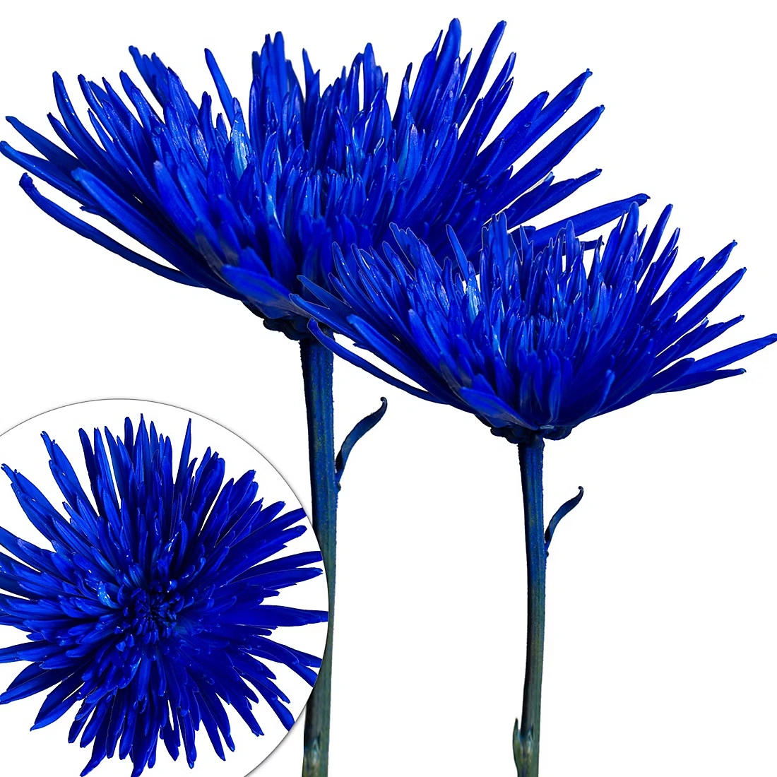 Painted Spider Mums, 100 Stems - Blue Patriotic