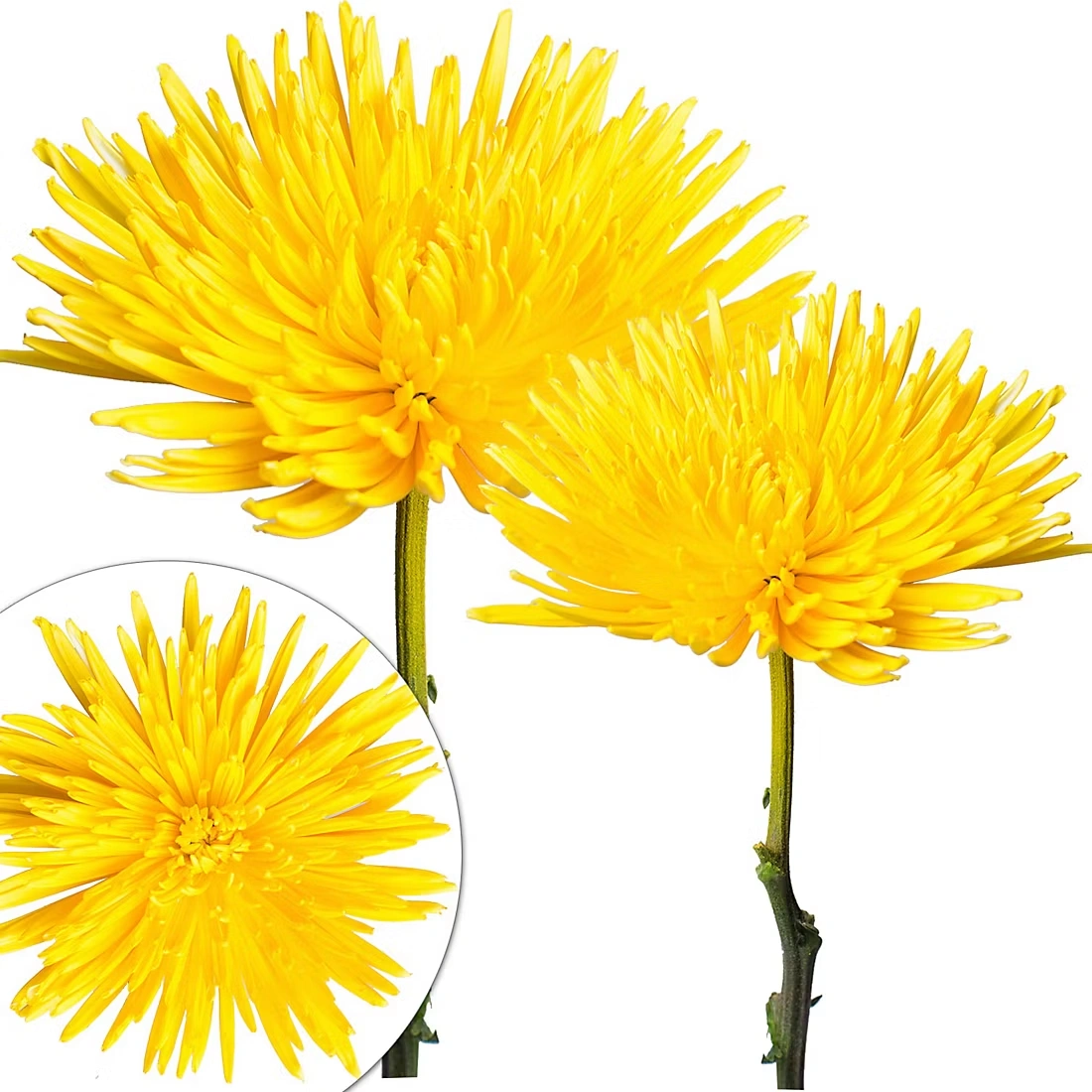 Painted Spider Mums, 100 Stems - Yellow