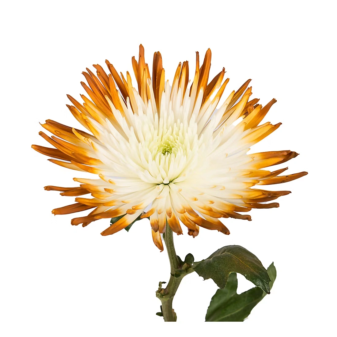 Painted Spider Mums, 100 Stems - White/Brown