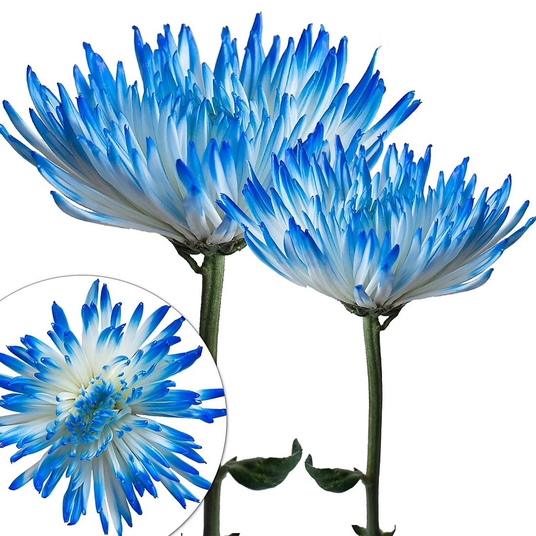 Painted Spider Mums, 100 Stems - White/Light Blue