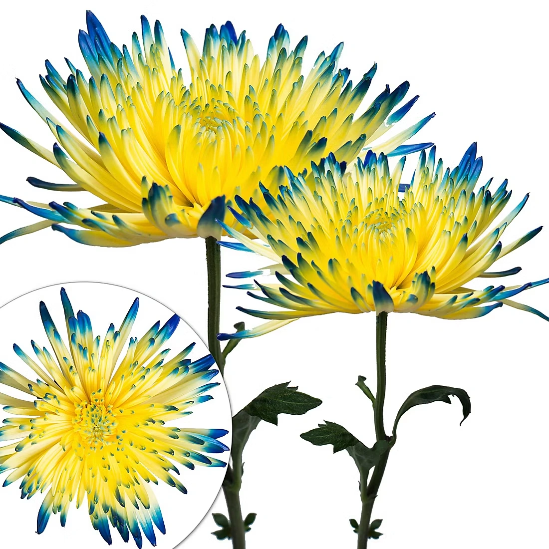 Painted Spider Mums, 100 Stems -Yellow/Blue