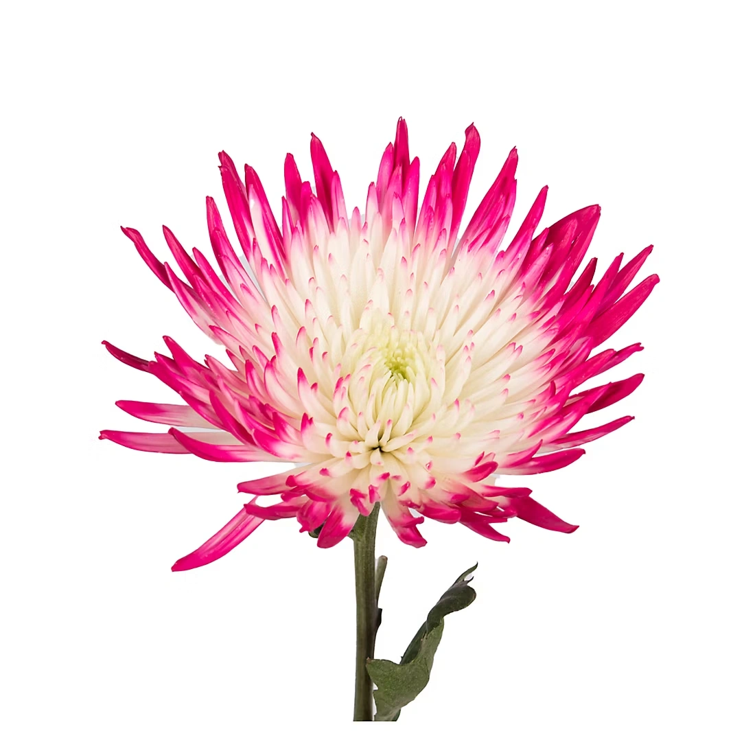 Painted Spider Mums, 100 Stems - White/Hot Pink