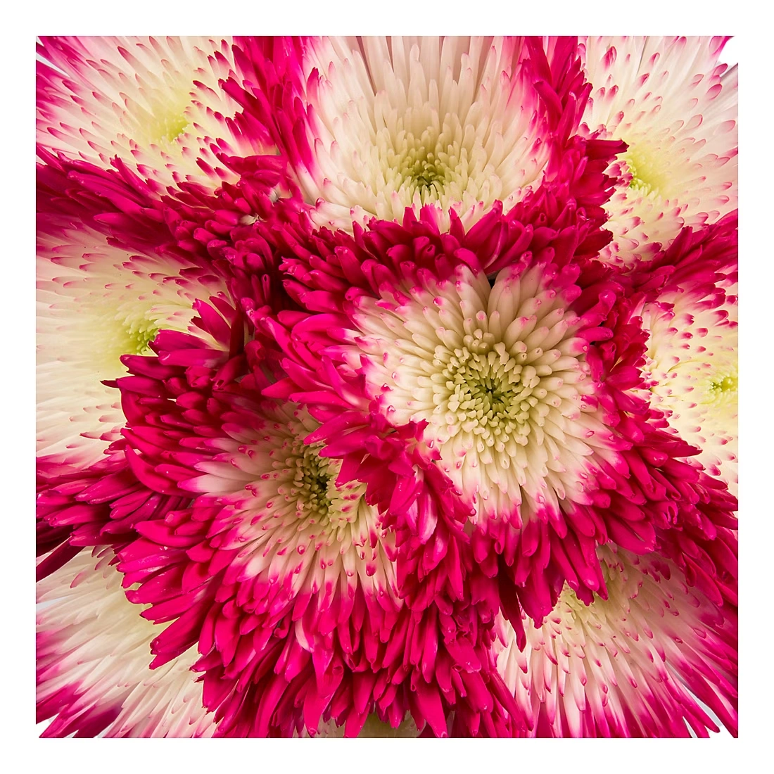 Painted Spider Mums, 100 Stems - White/Hot Pink
