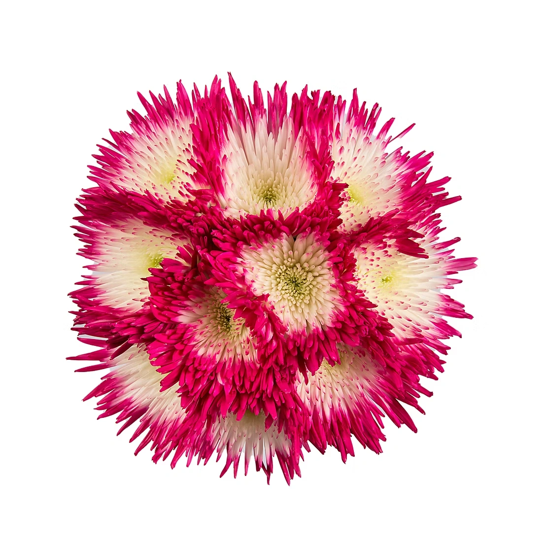Painted Spider Mums, 100 Stems - White/Hot Pink