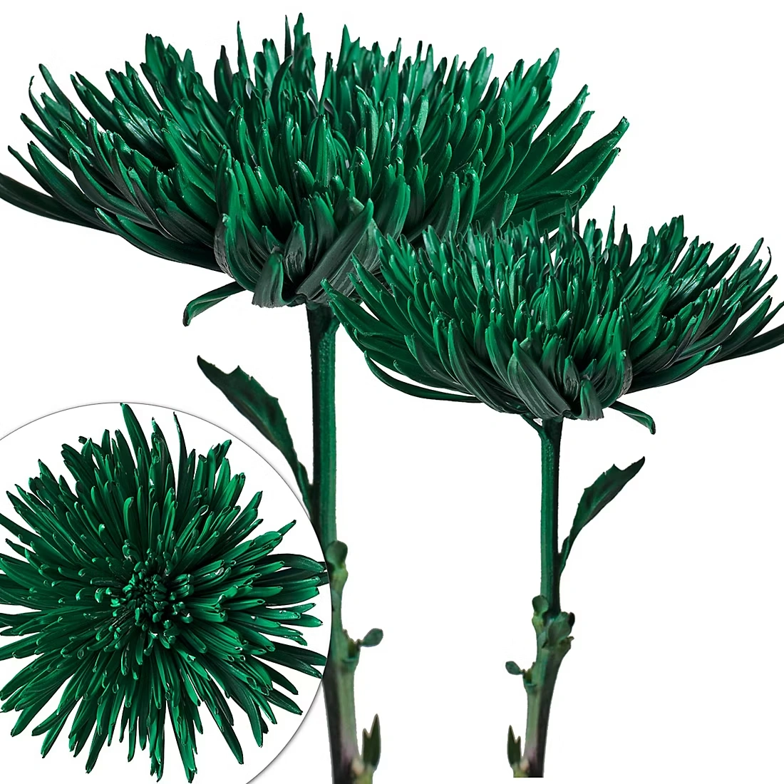 Painted Spider Mums, 100 Stems - Kelly Green
