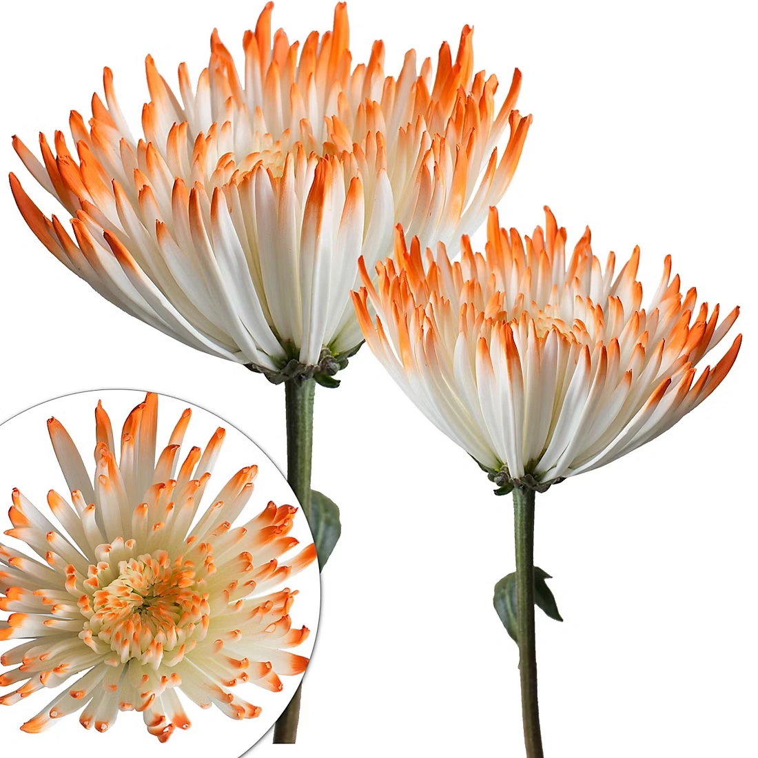 Painted Spider Mums, 100 Stems - White/Orange