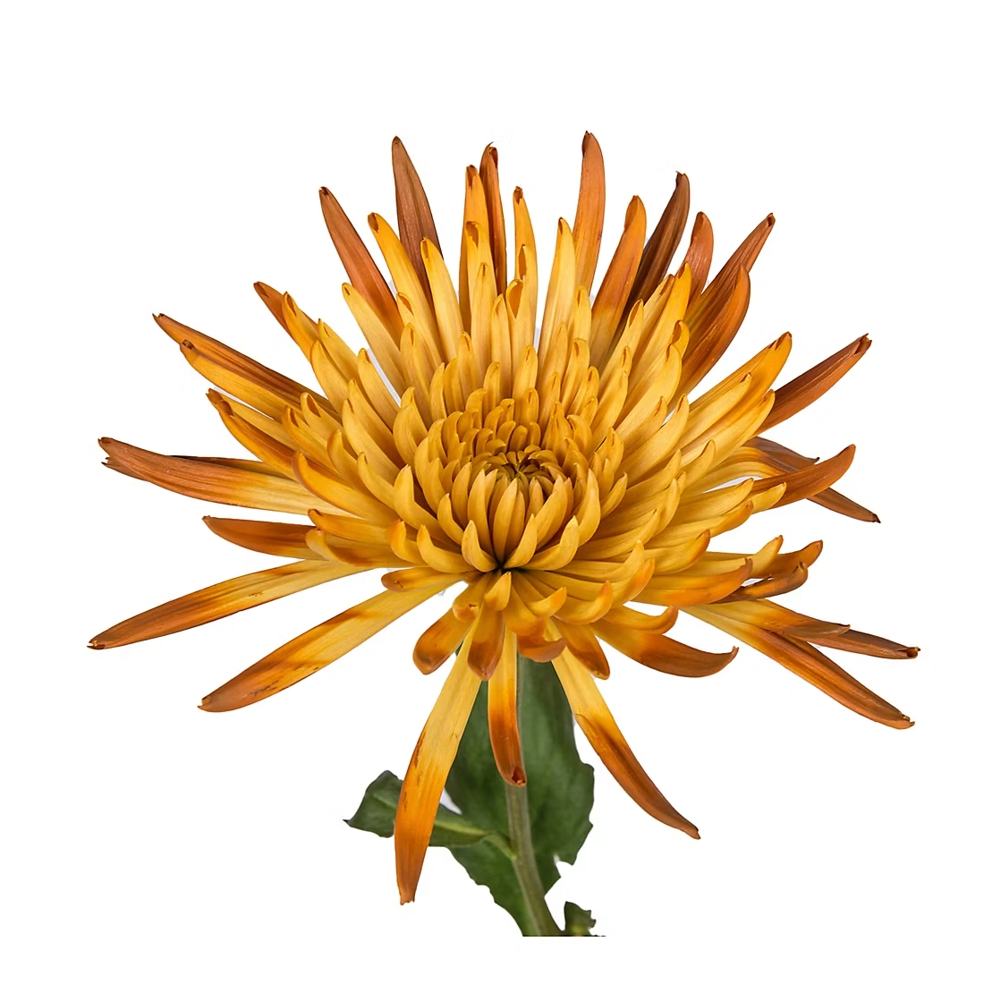 Painted Spider Mums, 100 Stems - Peach/Brown