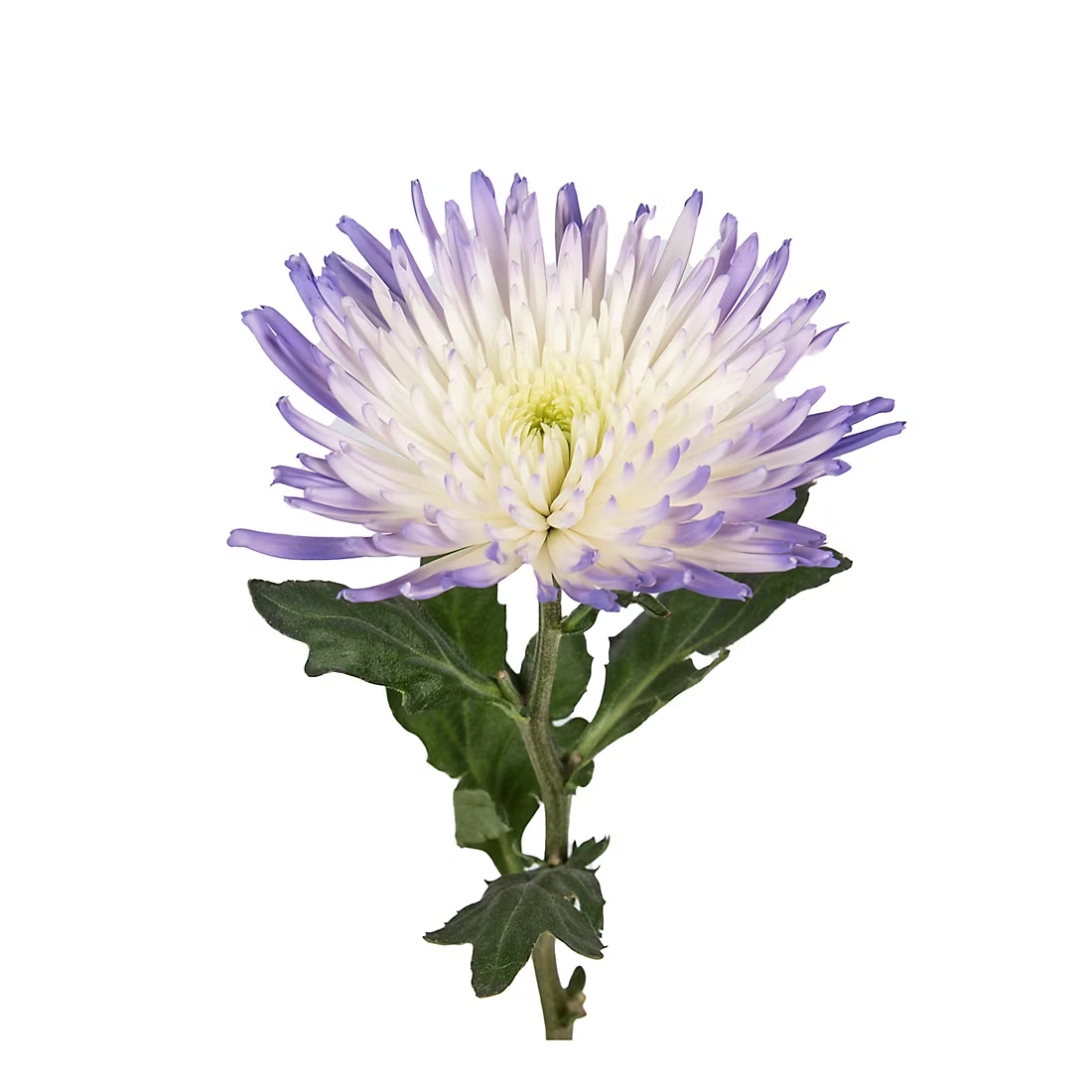 Painted Spider Mums, 100 Stems - White/Purple