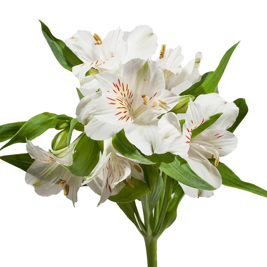 Alstromeria, 120 Stems - White