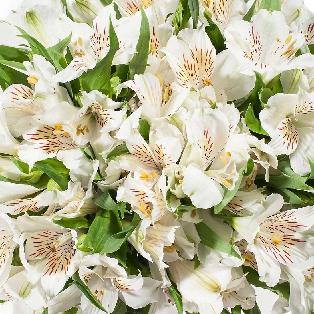 Alstromeria, 120 Stems - White