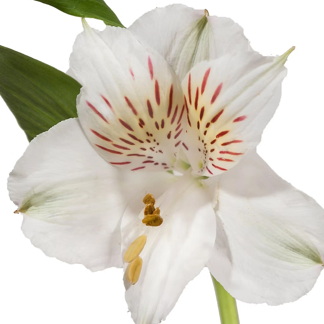Alstromeria, 120 Stems - White