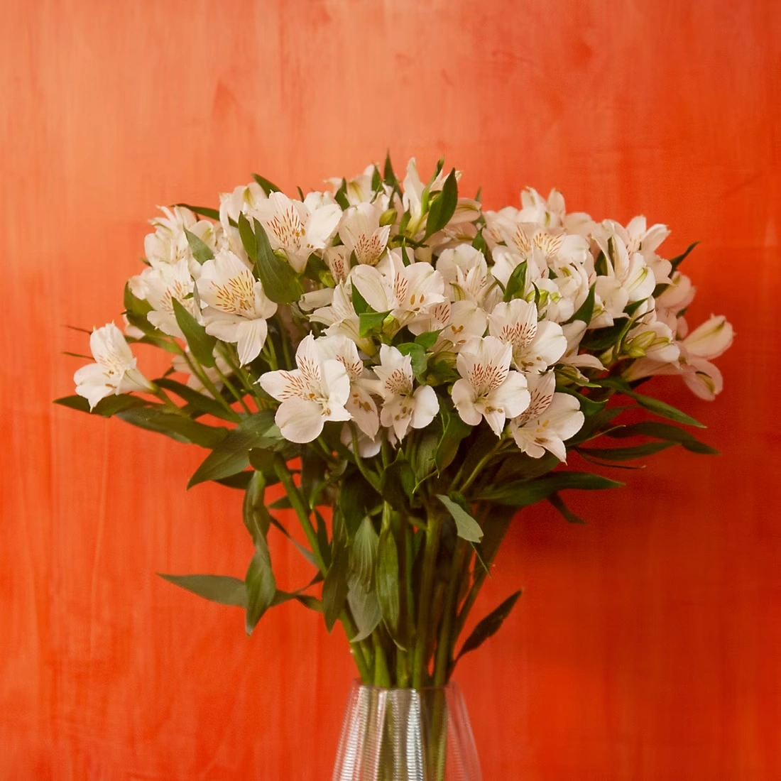 Alstromeria, 120 Stems - White