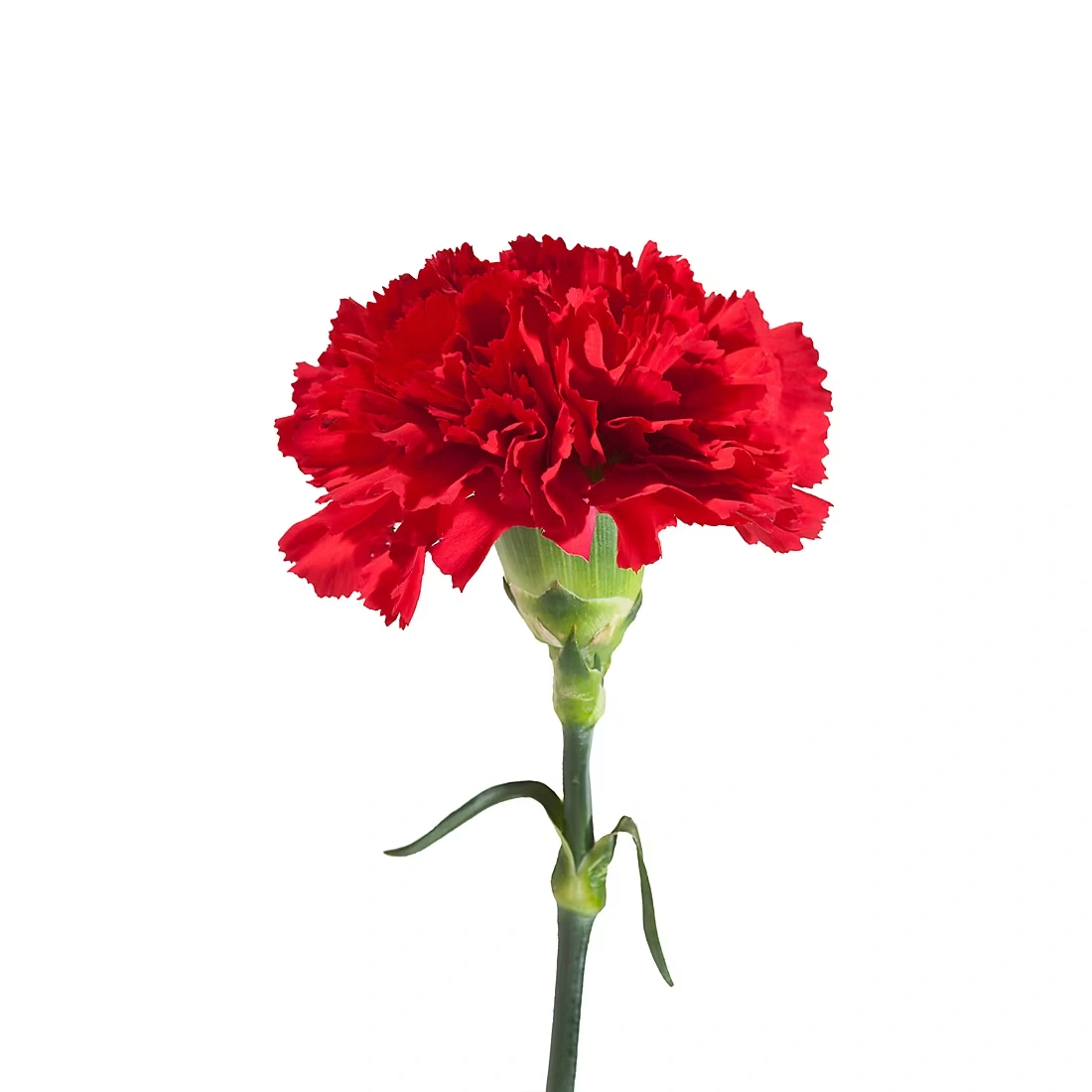 Carnations, 200 ct. - Assorted