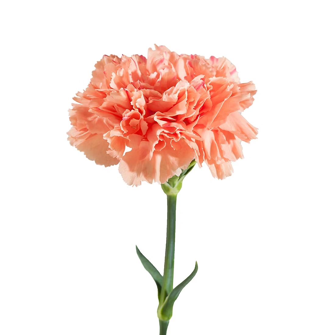 Carnations, 200 ct. - Assorted