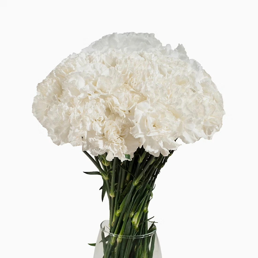 Carnations, 200 ct. - White