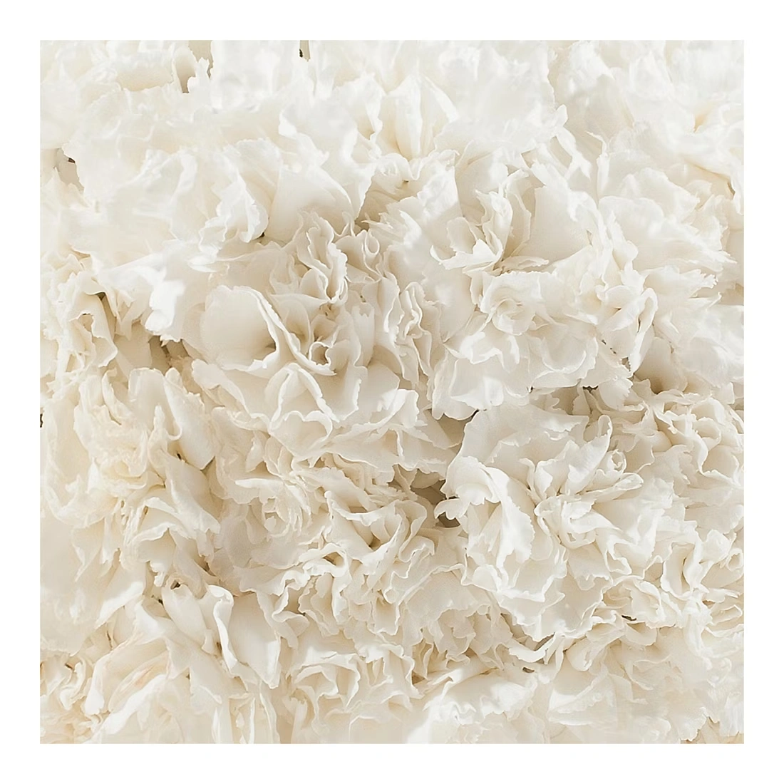 Carnations, 200 ct. - White