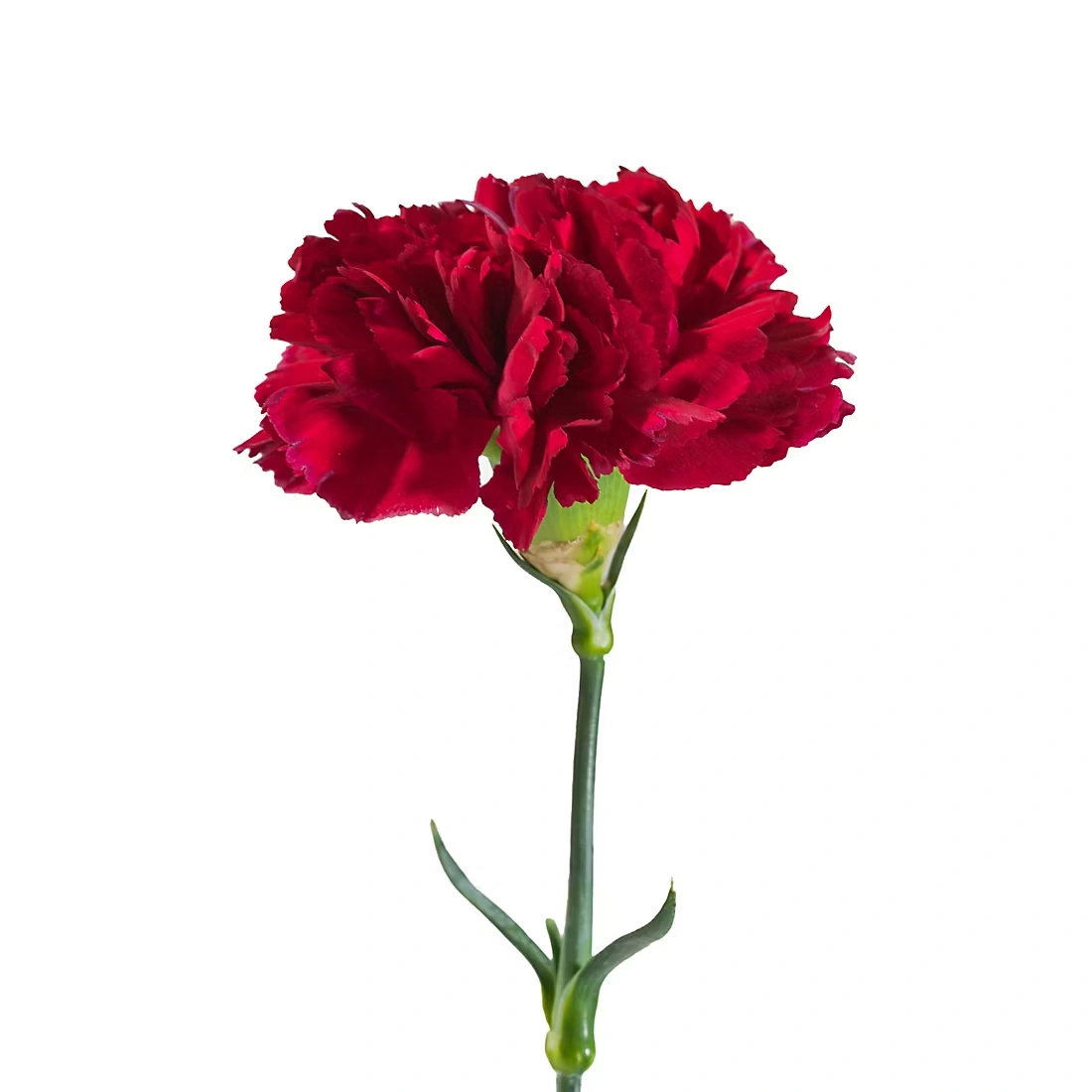 Carnations, 200 ct. - Burgundy