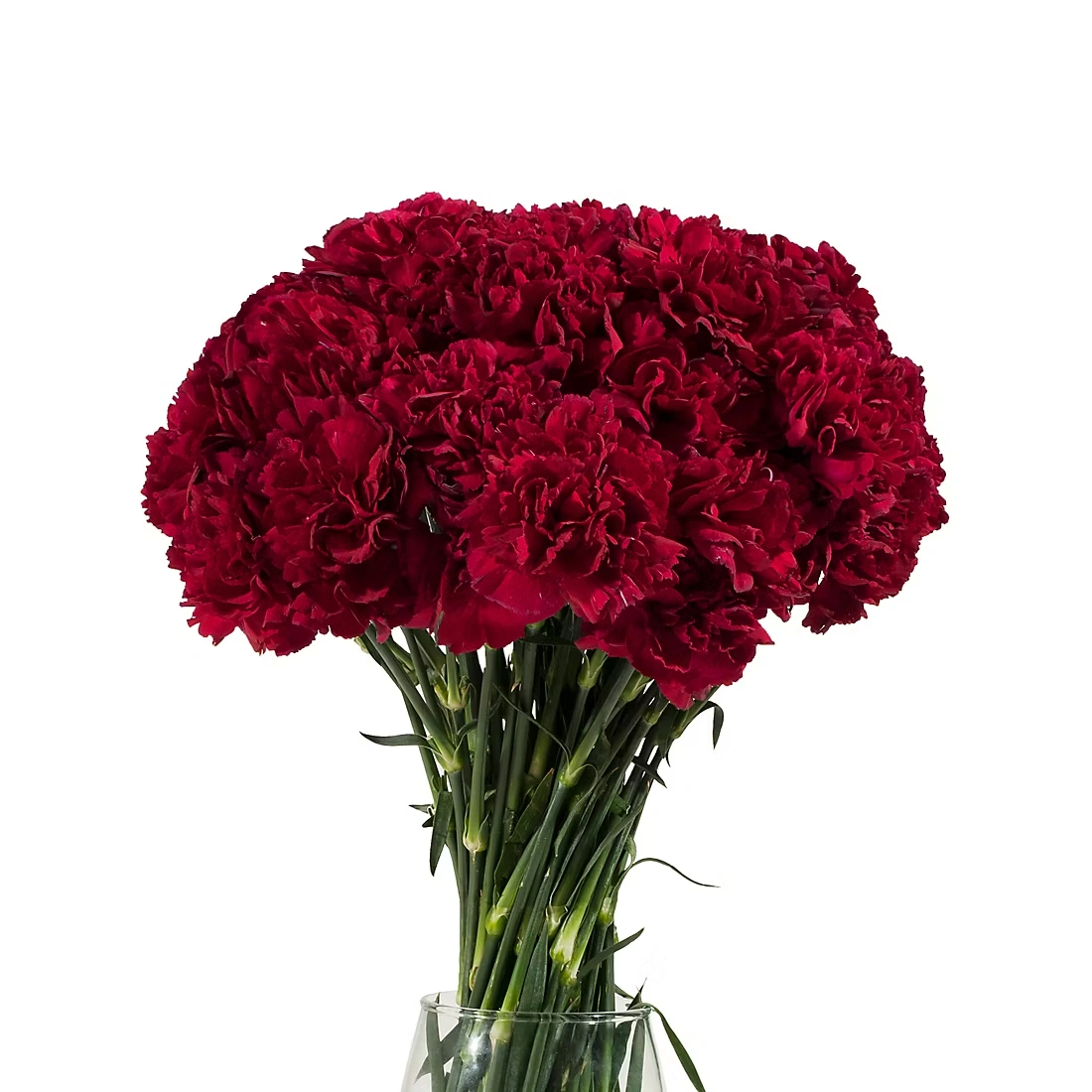 Carnations, 200 ct. - Burgundy