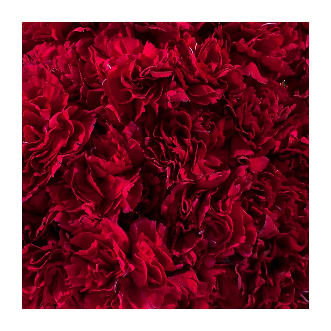 Carnations, 200 ct. - Burgundy