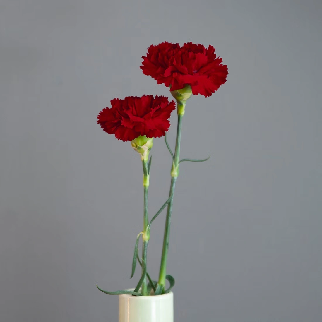 Carnations, 200 ct. - Burgundy