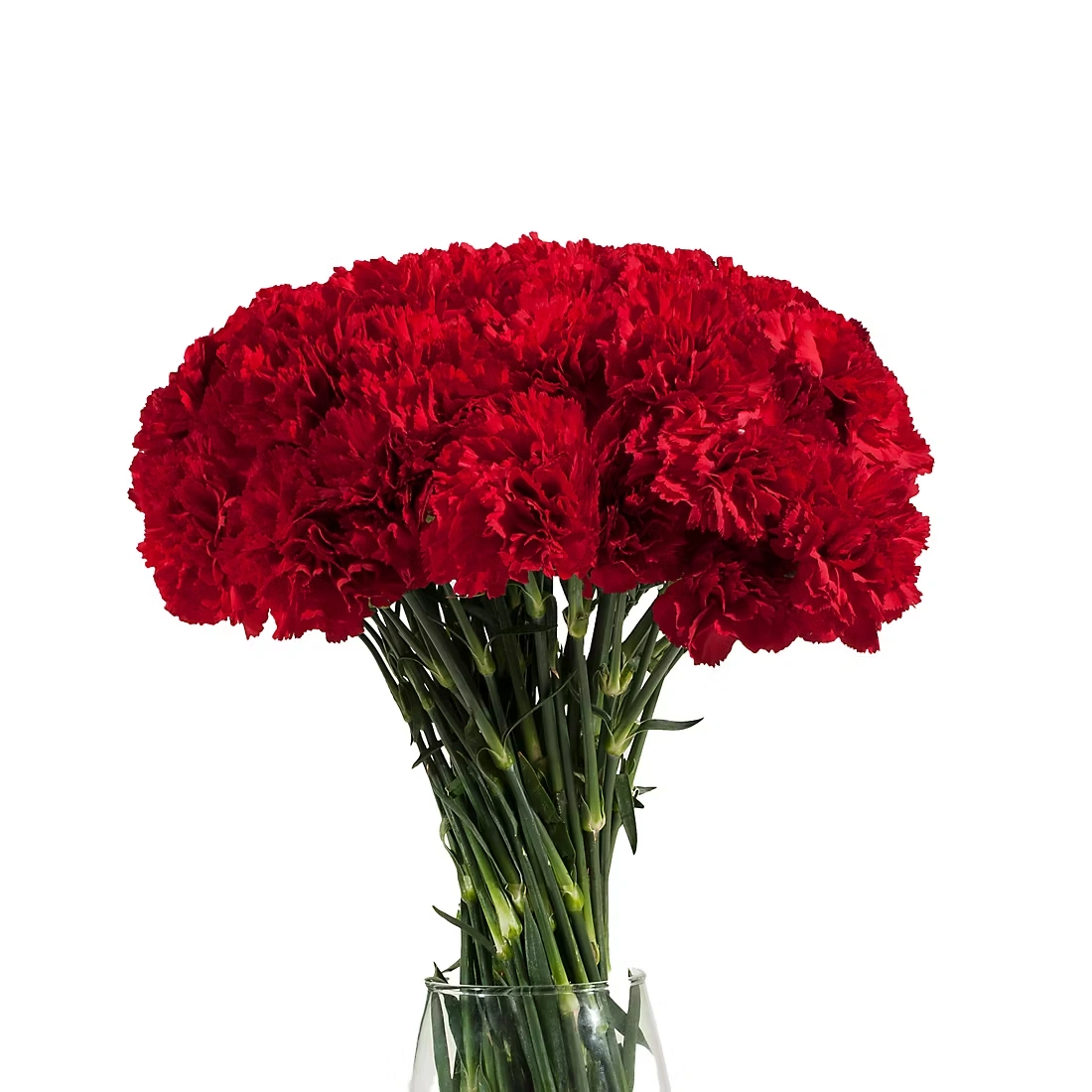 Carnations, 200 ct. - Red