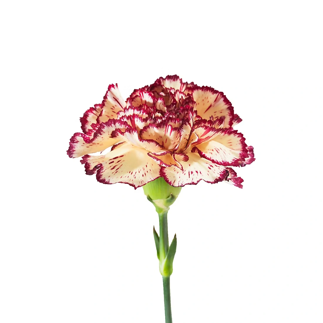 Grower's Choice Carnations, 200 ct. - Novelty Assorted
