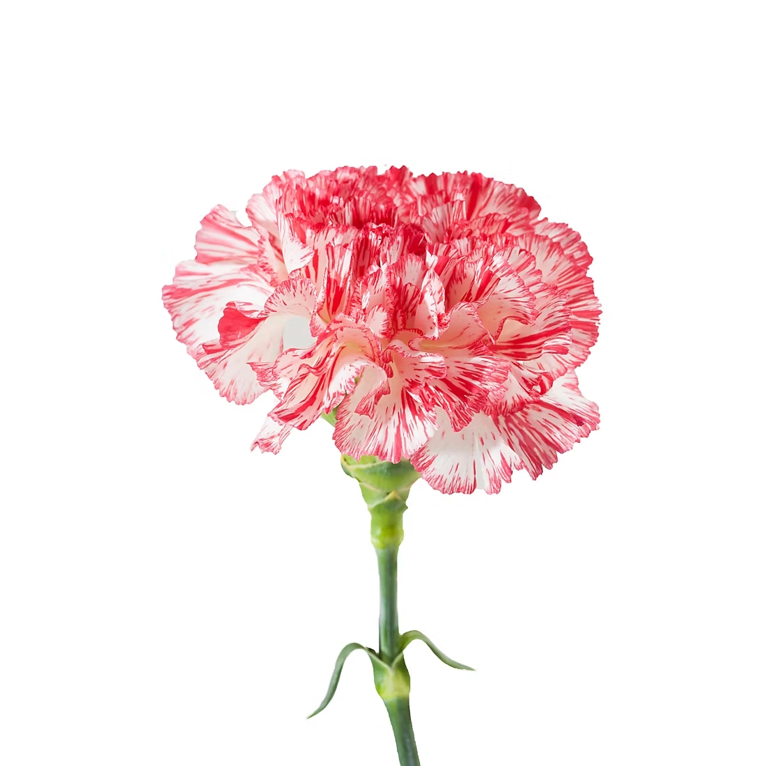 Grower's Choice Carnations, 200 ct. - Novelty Assorted