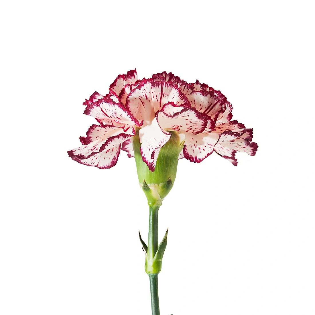 Grower's Choice Carnations, 200 ct. - Novelty Assorted