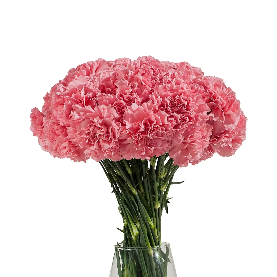 Carnations, 200 ct. - Pink