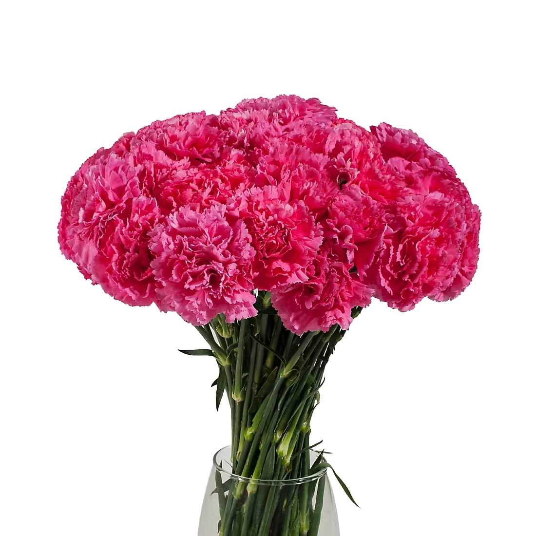 Carnations, 200 ct. - Hot Pink