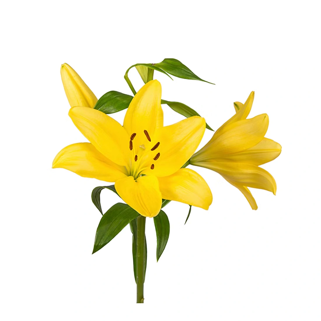 Assorted L.A. Hybrid Lilies, 60 Stems