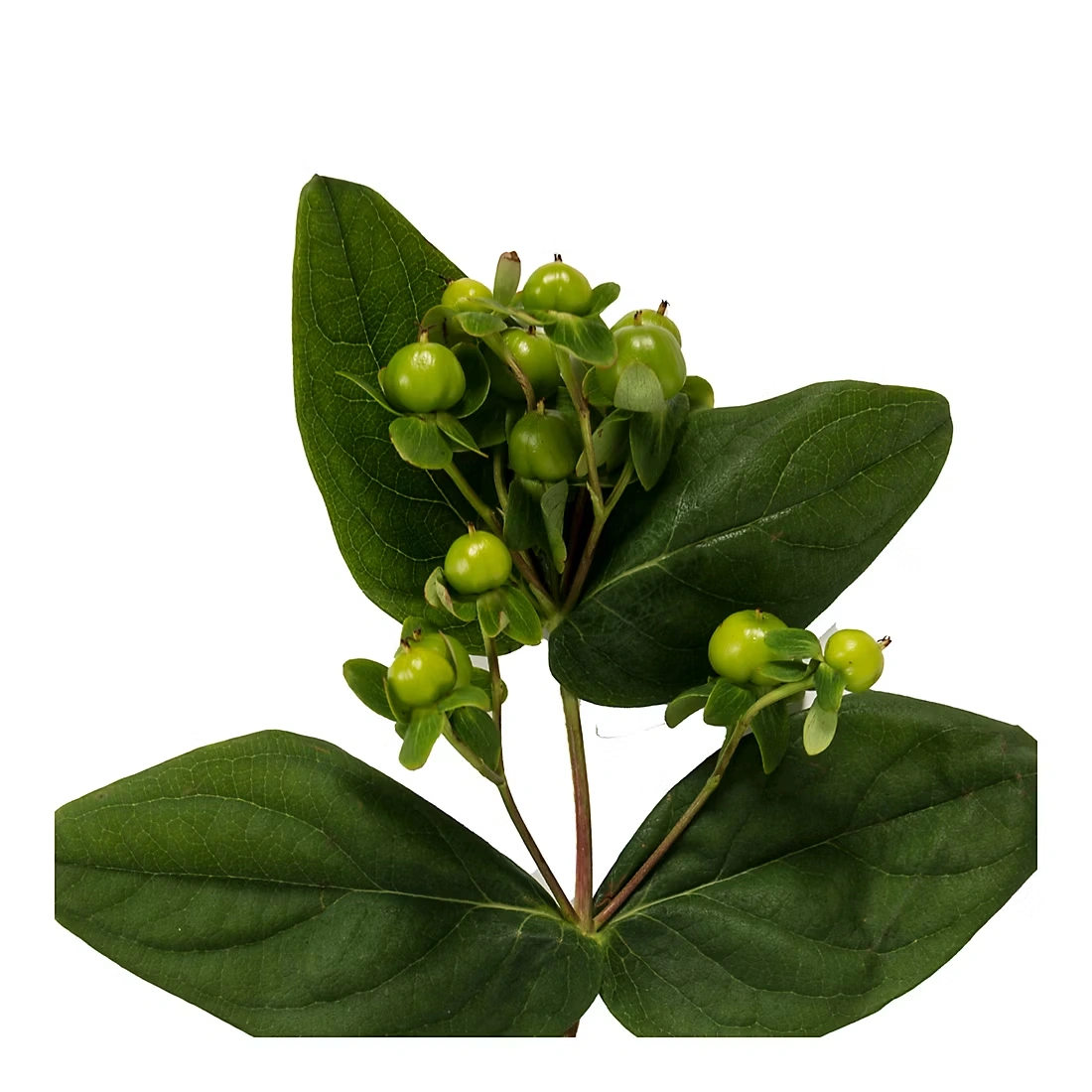 Hypericum, 120 Stems - Green