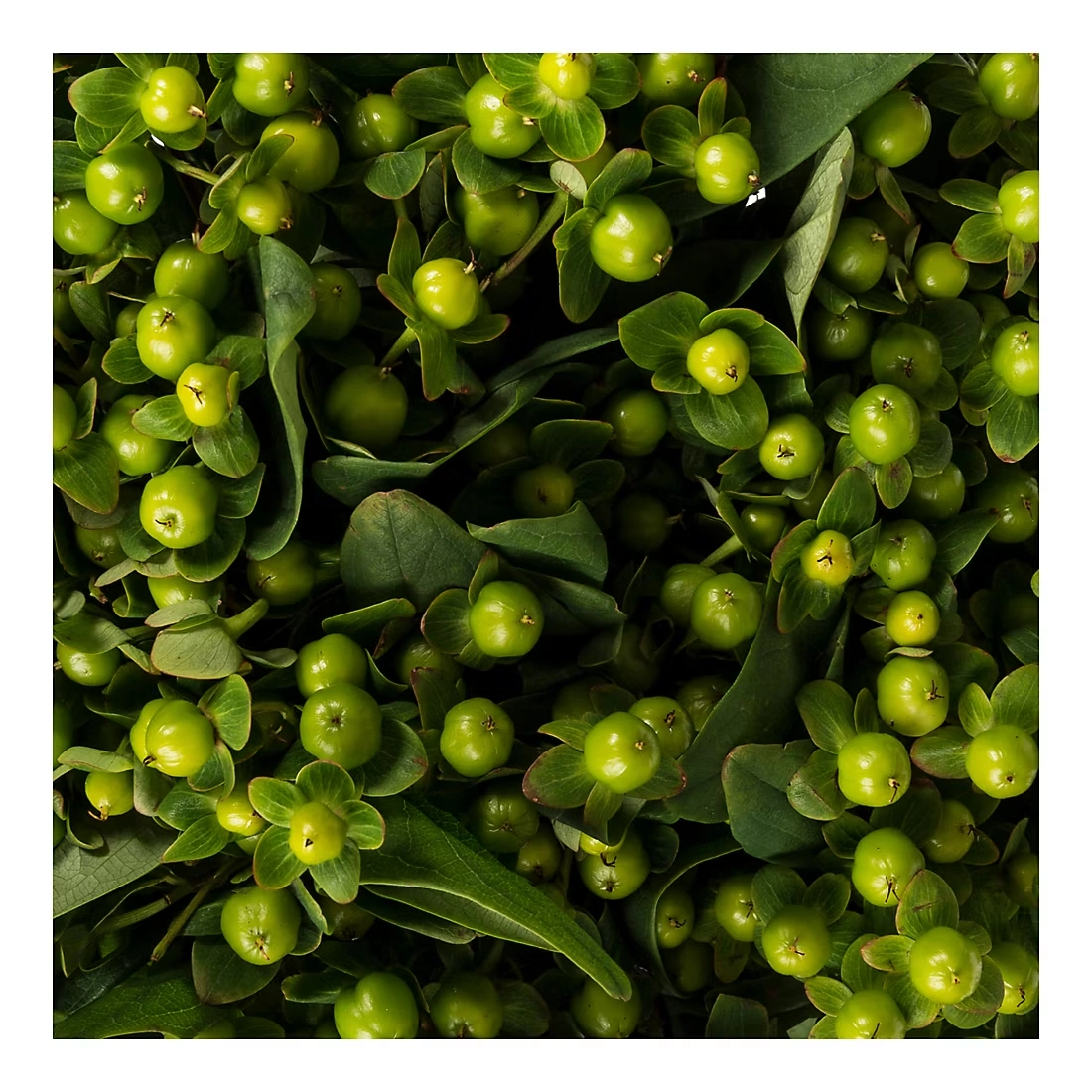 Hypericum, 120 Stems - Green 3 Hypericum, 120 Stems - Green