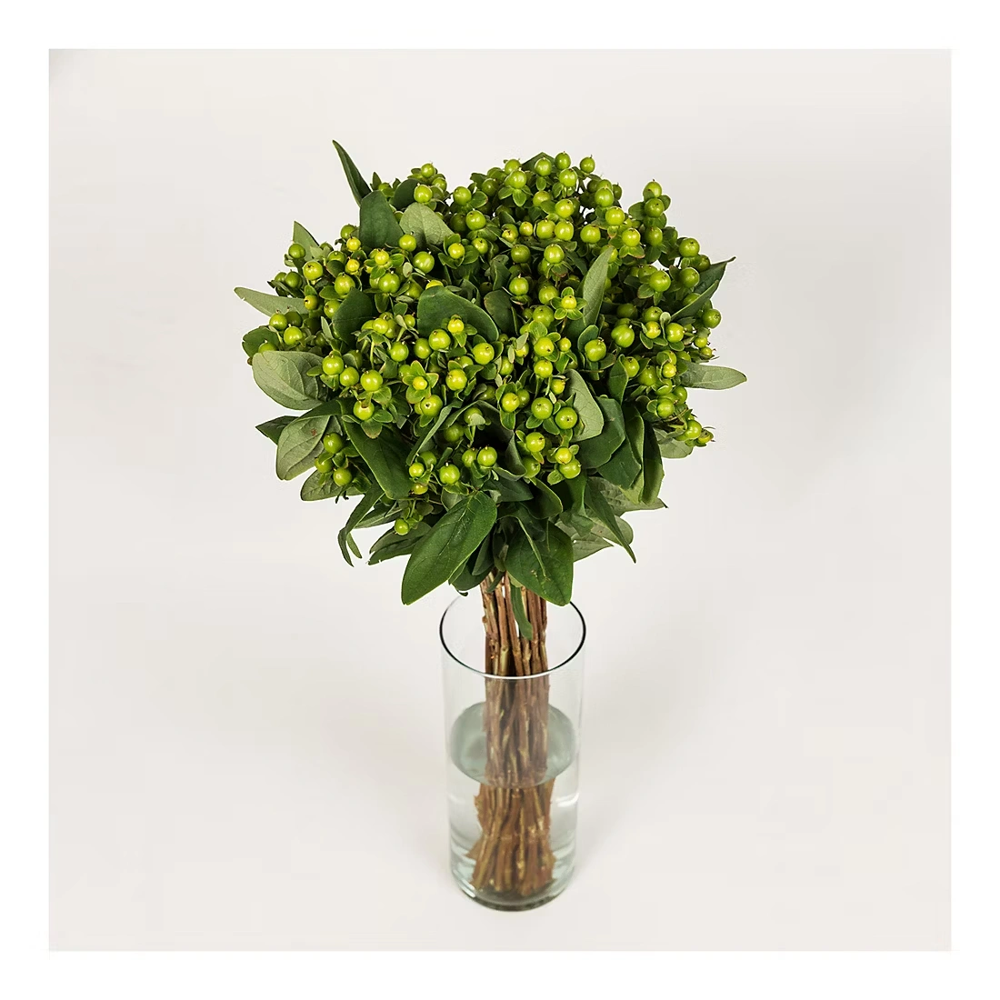 Hypericum, 120 Stems - Green 4 Hypericum, 120 Stems - Green