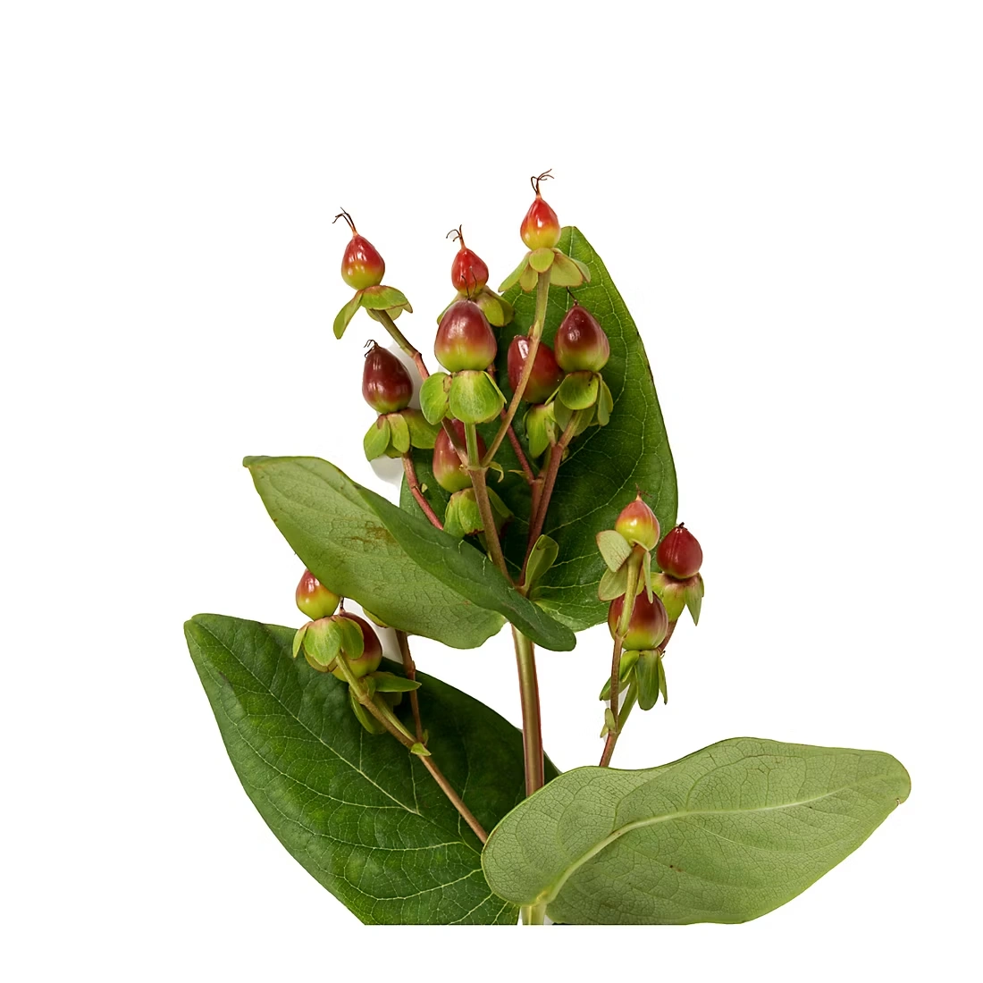 Hypericum, 120 Stems - Burgundy