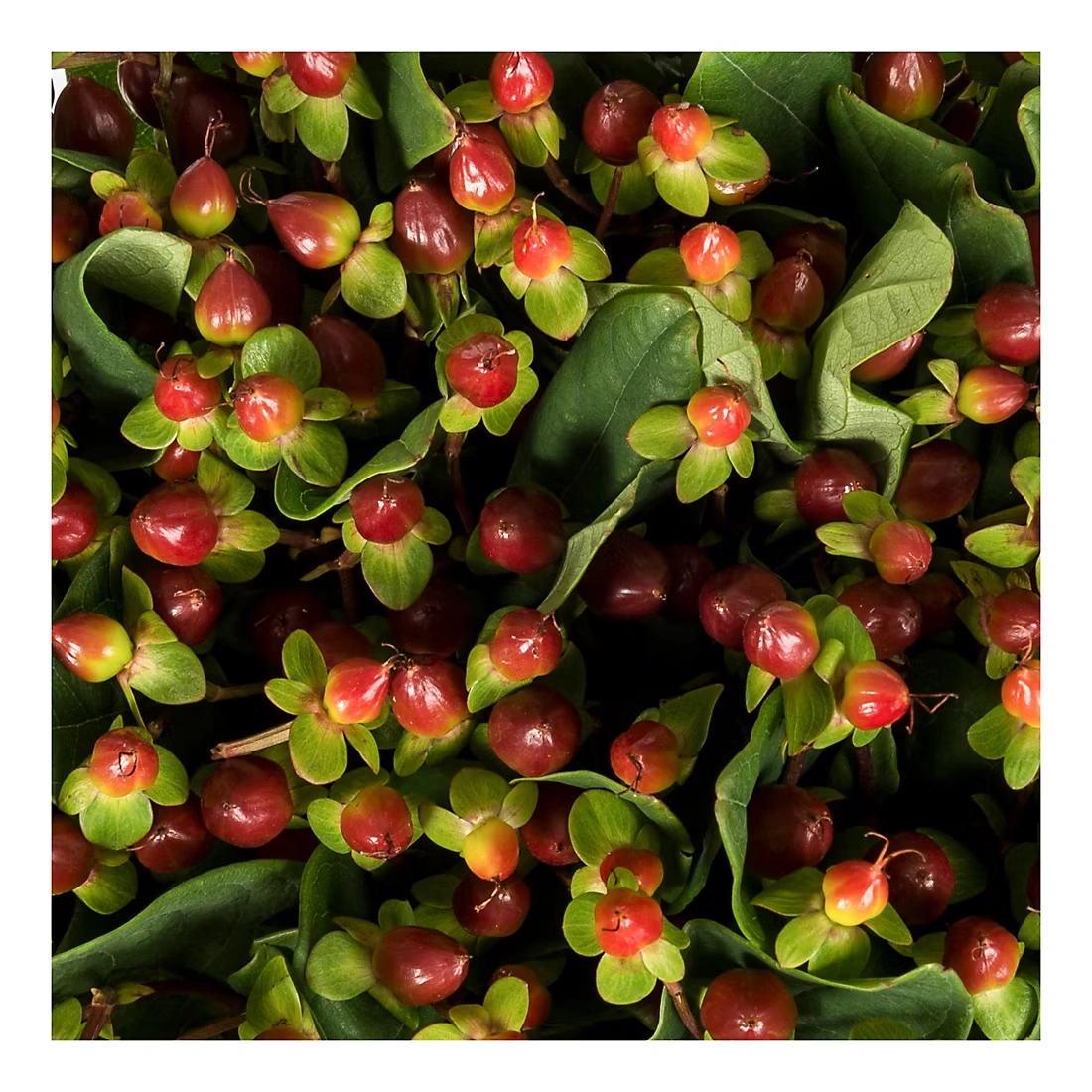 Hypericum, 120 Stems - Burgundy 3 Hypericum, 120 Stems - Burgundy