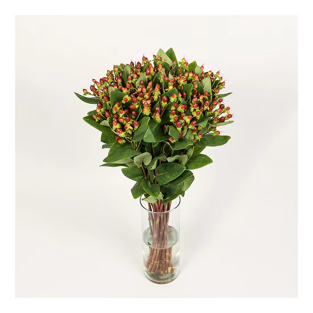 Hypericum, 120 Stems - Burgundy 4 Hypericum, 120 Stems - Burgundy