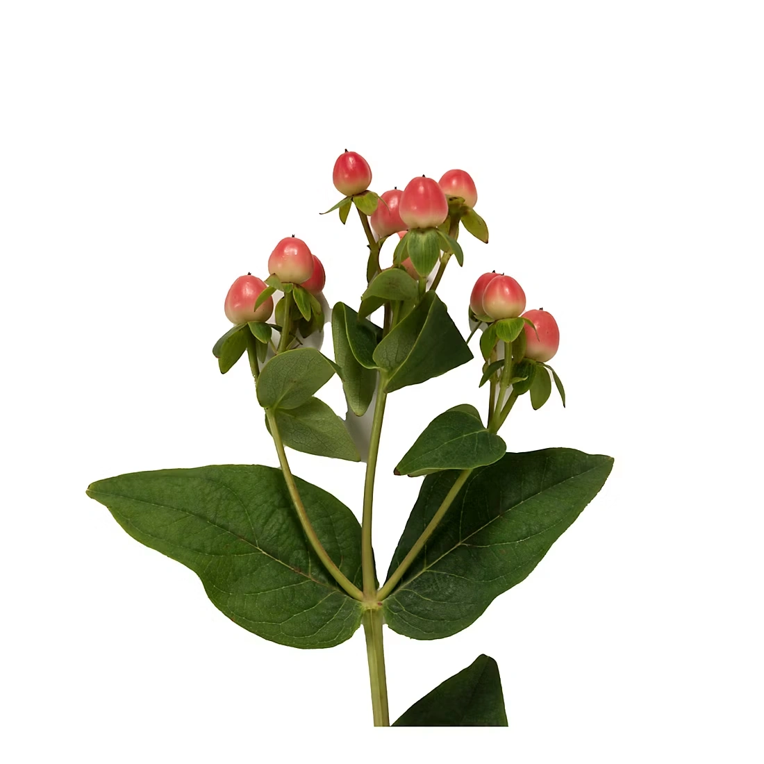 Hypericum, 120 Stems - Pink