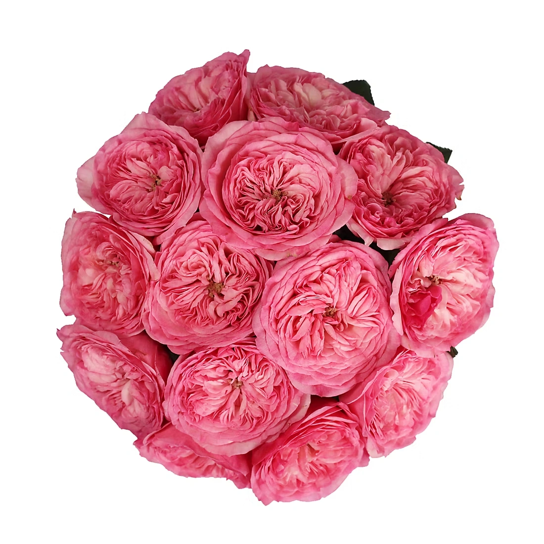 Pink Garden Roses, 36 Stems